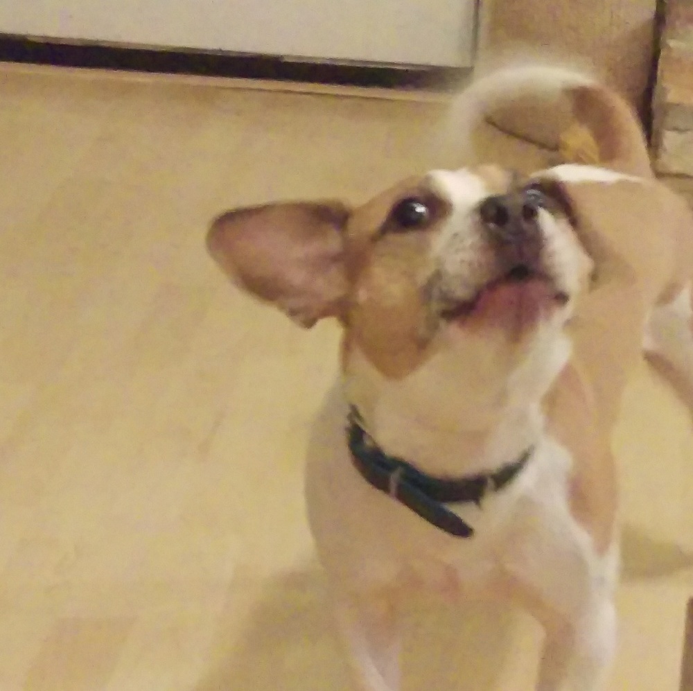 Meet your Posher, Monica